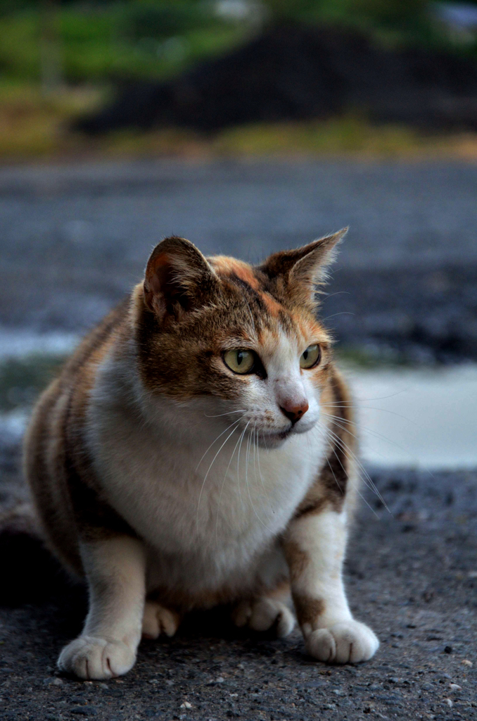 雨上がりのくつろぎネコさん