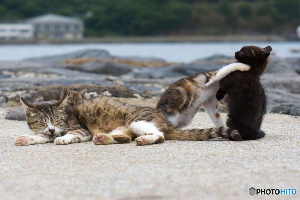 「ウエスタンラリアット～～～ッ！！！」　　「げふっ！」
