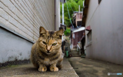路地裏のネコさん