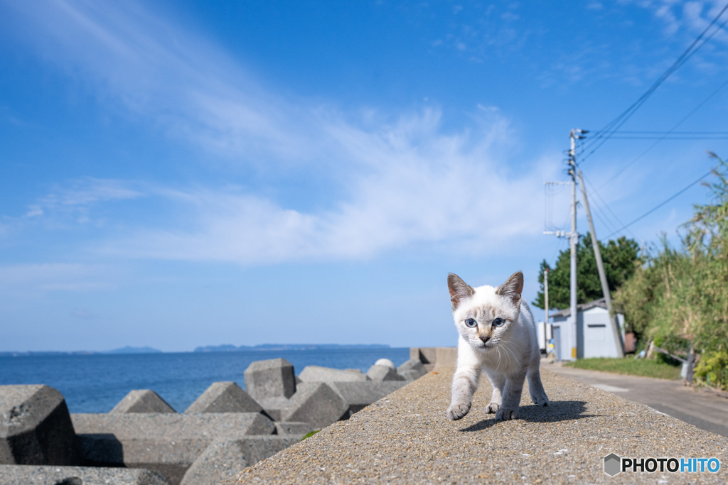 とことこお散歩レッツゴー