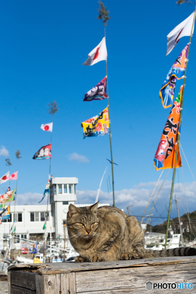 お正月だよ