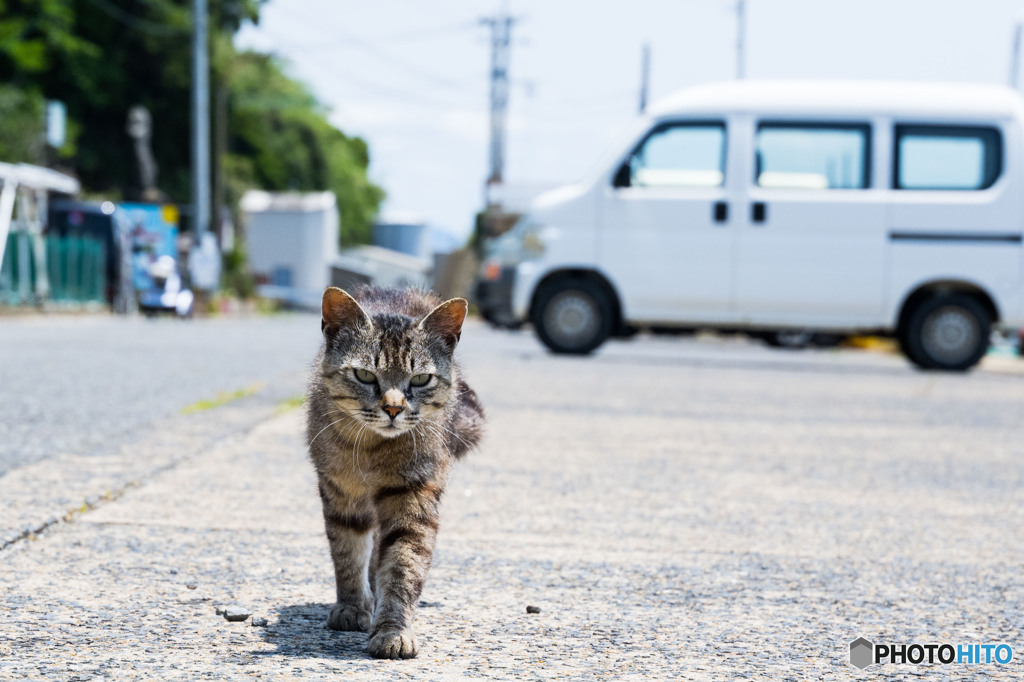 ちょっと待つニャ