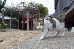 出会い頭(#^.^#)