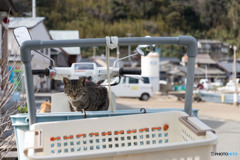 配達にね