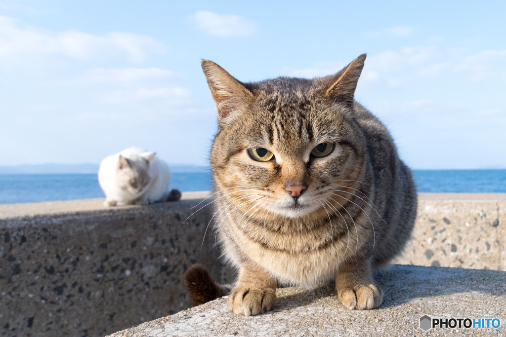 まあるいお顔