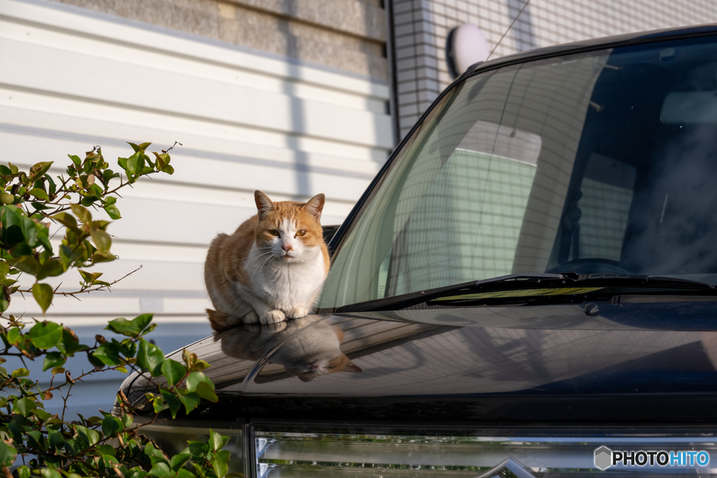 おはようネコさん