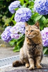 紫陽花とネコさん