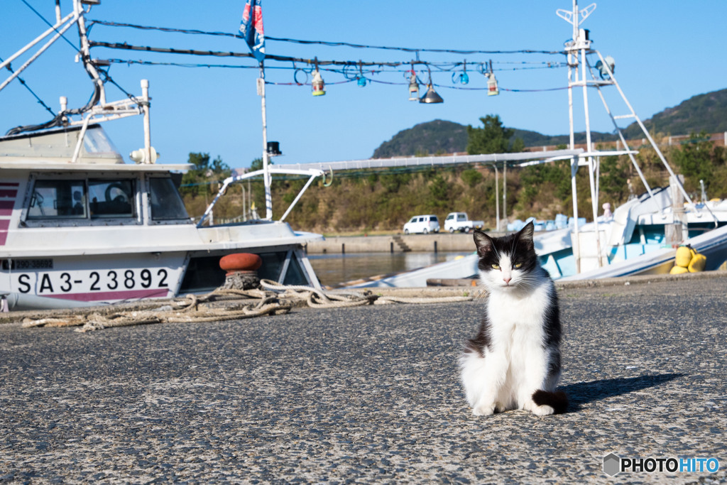 ようこそ。初めての島はいかがかニャ