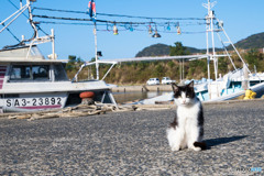 ようこそ。初めての島はいかがかニャ