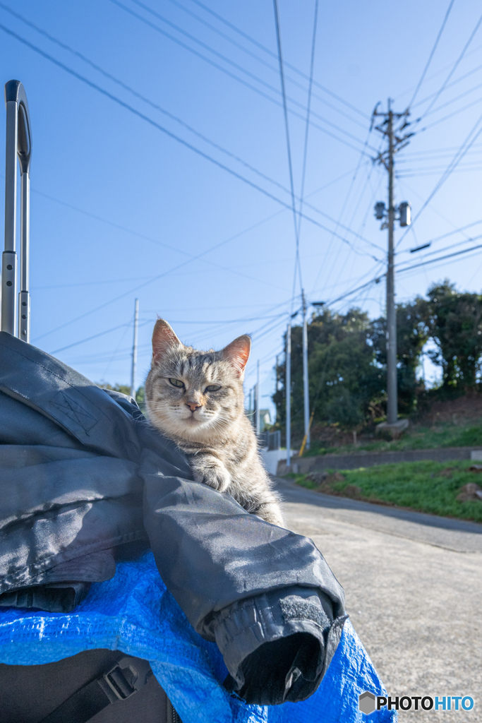 おじさんのカメラバッグを占拠するネコさん