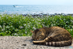 春の海辺はお昼寝日和