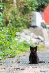 黒おチビさん