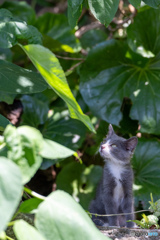 葉っぱは緑