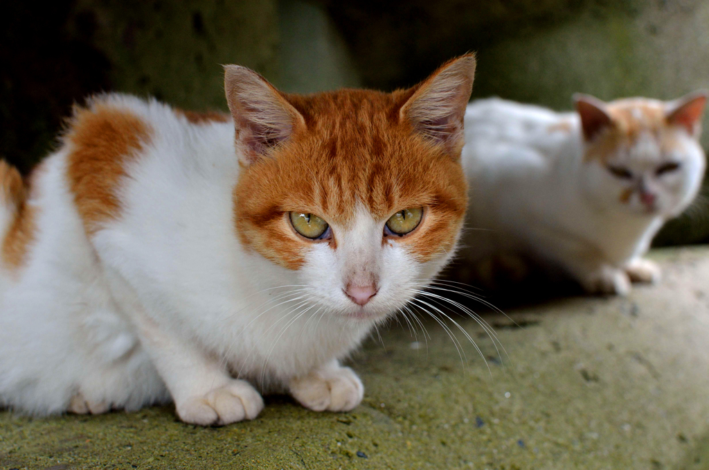 きりりとお出迎え