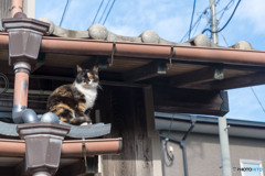 屋根の上からコニャニャチハ