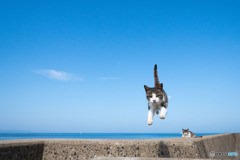 飛行隊のみんニャ（6）