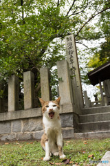 お寺のネコさん（2）