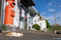 郵便屋さん、来るかな