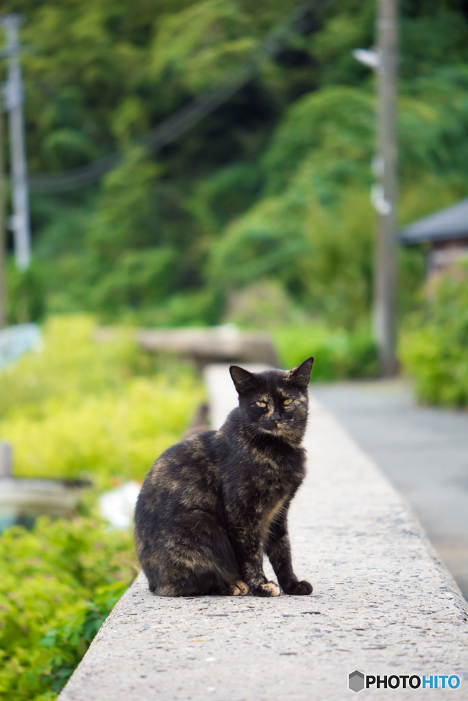 愛しのサビー