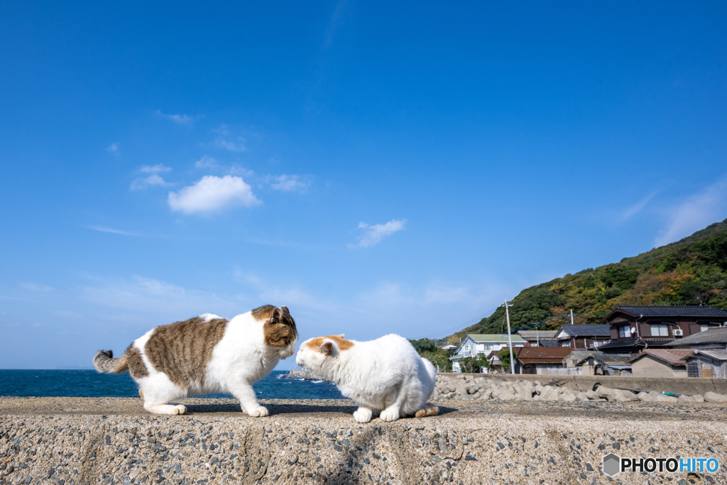 ほひひ