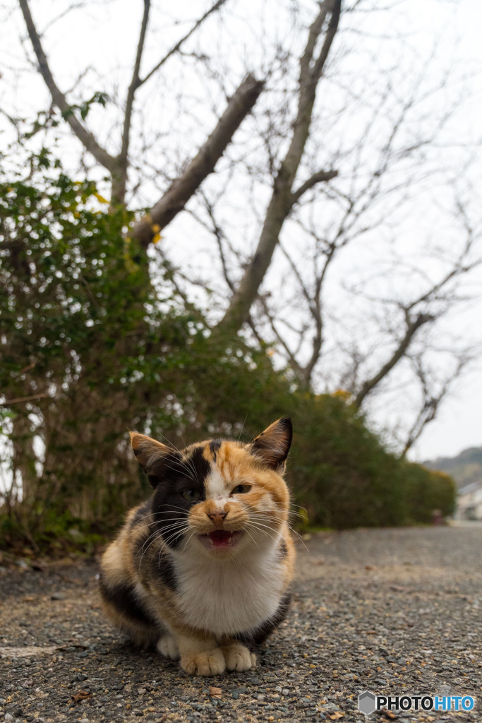 おはようチビミーさん