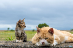 お父さん、雨が上がったね