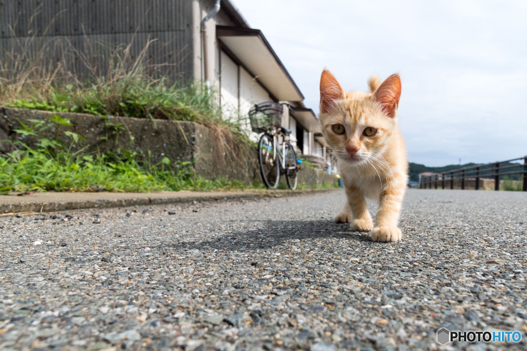 お散歩に行ってみるかニャ