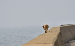 どこへ・・・・？