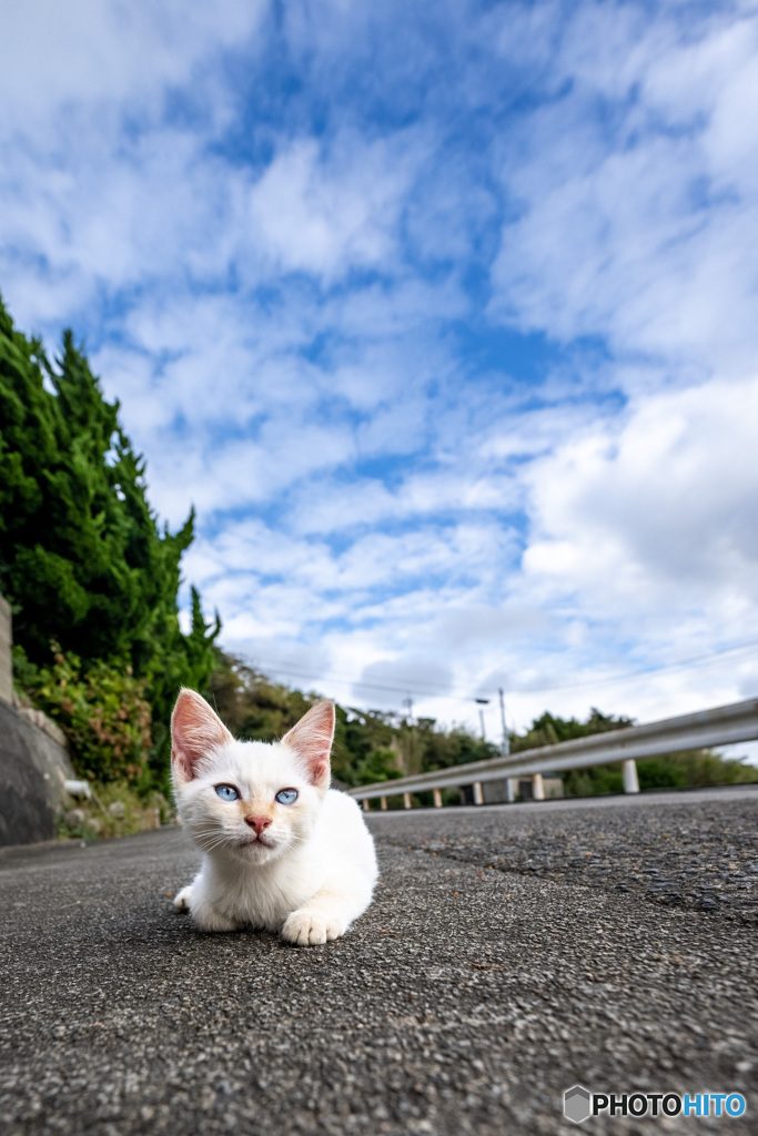 にゃんこ心と秋の空