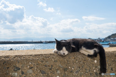 お昼寝