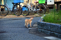 ついてこないでね