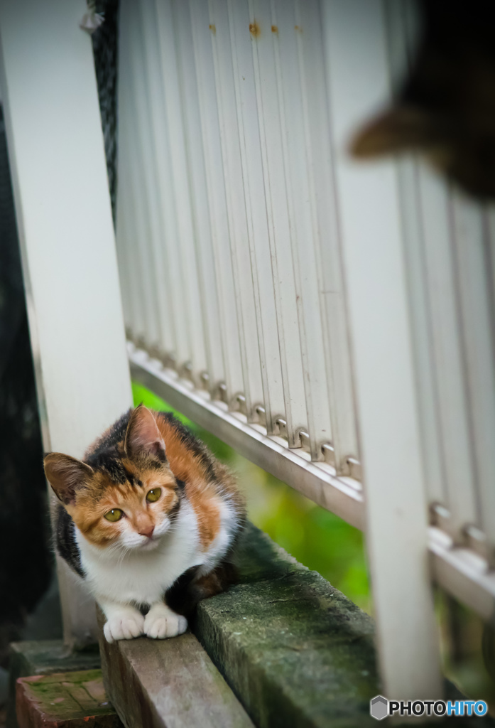 猫影が気になるニャ