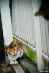 猫影が気になるニャ