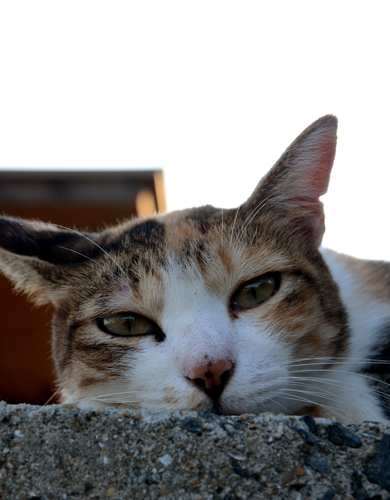 DSC_0404