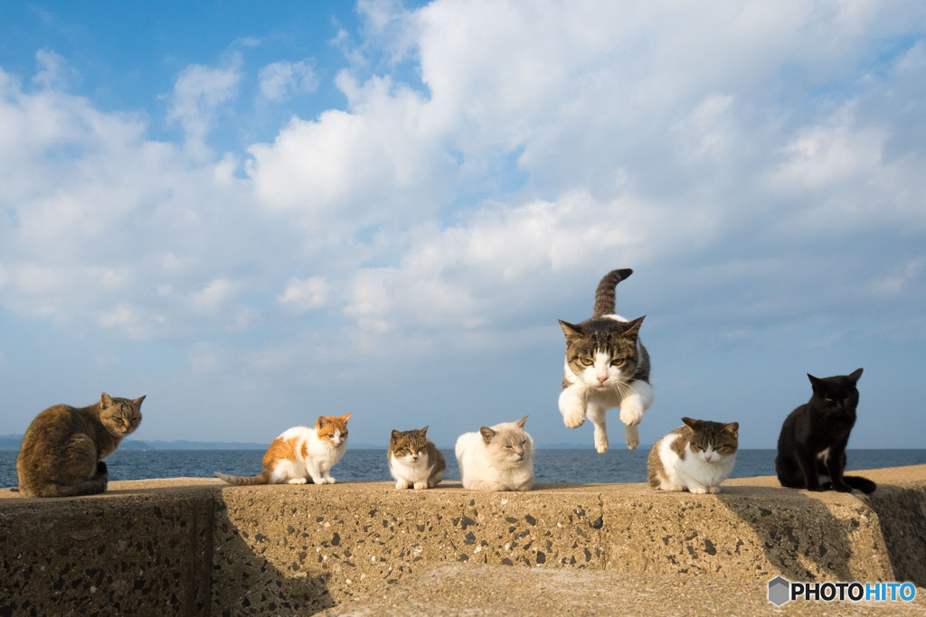 セブンニャンズ