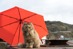 雨だニャ。てへ。