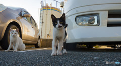 (^_^)／おはよー