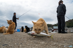 大漁まつり。わっしょい！
