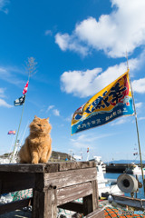 お魚いっぱい漁れるといいね