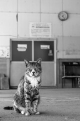 たまにはモノクロ