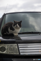 どんよりお天気だったね