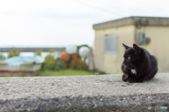 黒おチビさん（1）