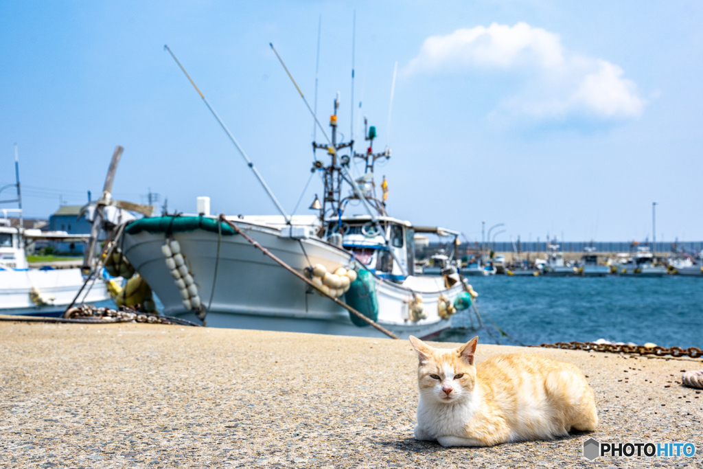 漁船とネコさん
