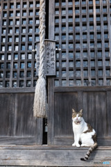 神社のネコさん（2）