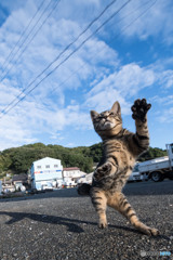 秋空わーい