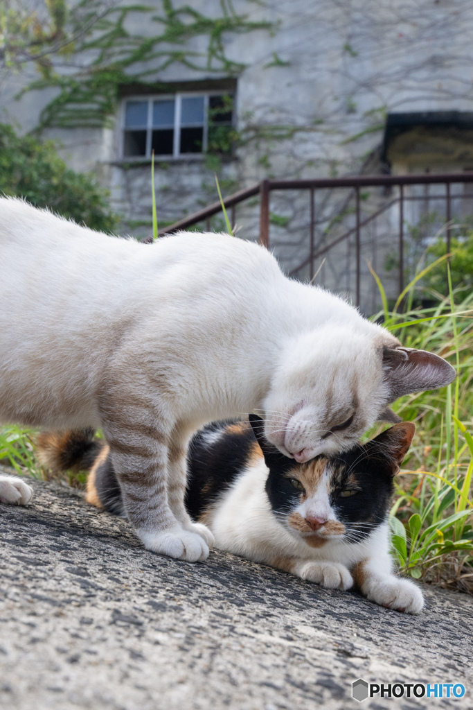 ぐりぐり