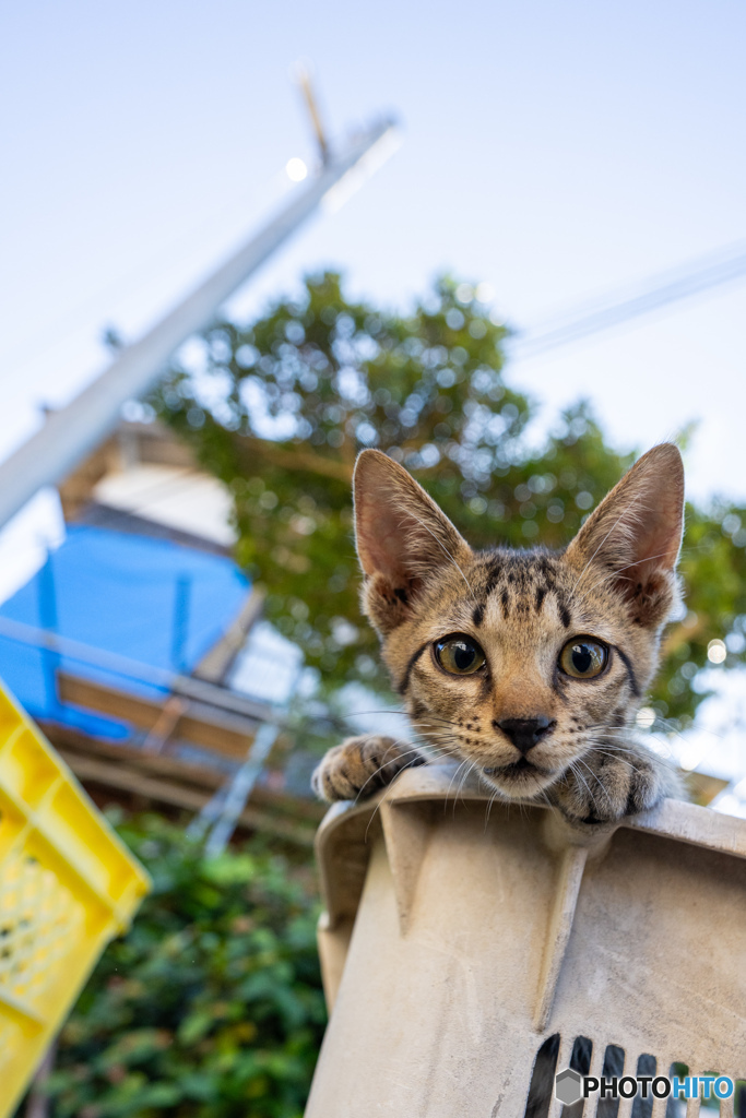 ぴょこ