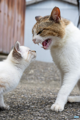 がお～