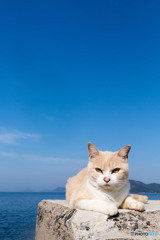 きりっとね