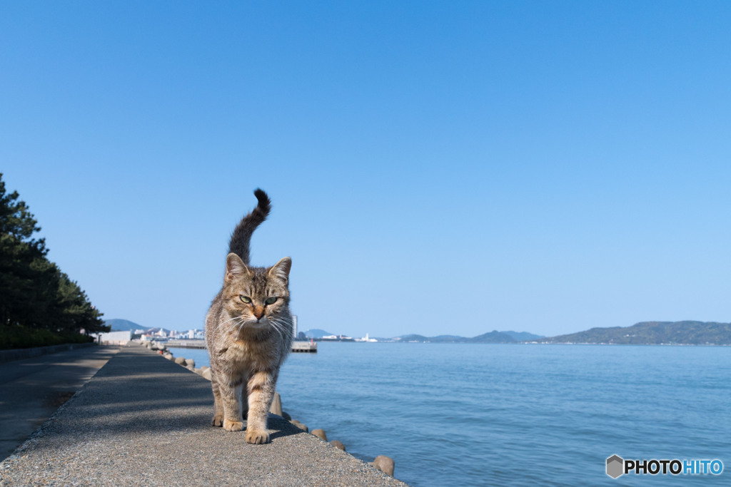 おはようだニャ